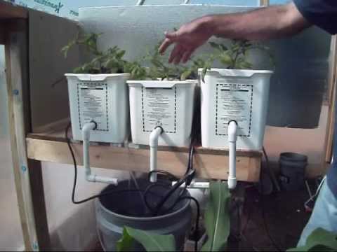 how to grow zucchini hydroponically