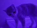 Tag with Andria and her kitten scape