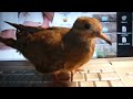Mourning Dove preens fingers Mourning Dove preens fingers