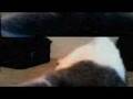 MEAN KITTY - HACKED