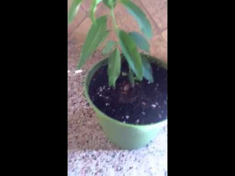 how to grow nut trees from seed