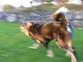 Tibetan mastiff, Fu-Hsing Sundari \"Zodd\" 9 months old Tibetan mastiff, Fu-Hsing Sundari \"Zodd\" 9 months old