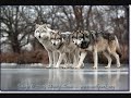 Wolves - My Happy Ending.