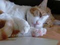 Pavlas sleeping