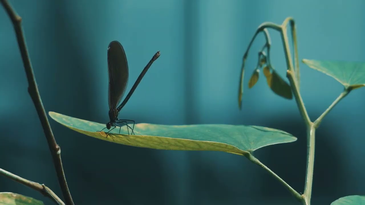 Modern House Flythrough 3D Architectural Animation