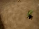 Killing a giant spider