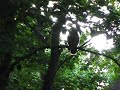Barred Owls (Strix varia) Barred Owls (Strix varia)