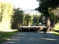 videos de Herding sheep, outside Avignon