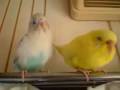 videos de 090108_1024~0001.m4v