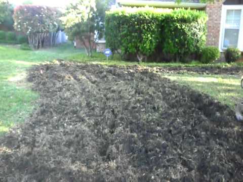 how to replant saint augustine grass