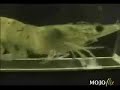 Shrimp on a treadmill listening to Curtis Mayfield Shrimp on a treadmill listening to Curtis Mayfield