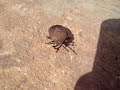 A bug hops on to the camera!