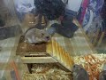 Crazy Hamsters