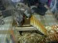 Crazy Hamsters