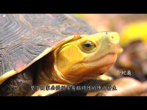 墾丁國家公園--生態影片--驚蟄　中文版
