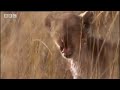 BBC: Swamp Cats - On the Buffalo Trail