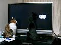 猫の行動（１）.wmv