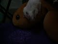 hamster