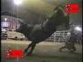 LOS TOROS DESTRUCTORES DE MEMO OCAMPO
