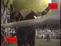 LOS TOROS DESTRUCTORES DE MEMO OCAMPO