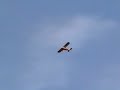 E-Flite TaylorCraft Maiden with owner comments!