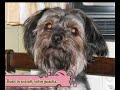 Sugar: Mi perrita casi persona [FAC2010]