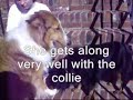 Mandy the Sweet Obedient Sheltie mix Mandy the Sweet Obedient Sheltie mix