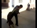véga pitbull véga pitbull