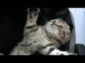 甘えまくる子猫 / 〜kitty series〜 coquettish kitty / 爱撒娇的小猫