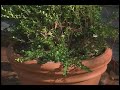 Protecting Shrubs in Winter