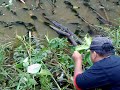 ikan haruan besar.mp4 ikan haruan besar.mp4