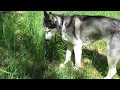 Mishka does a cow impression