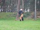 Najaarskeuring in Ommen