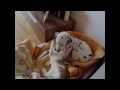 Click here to watch this video Cat bothering dog dalmatian