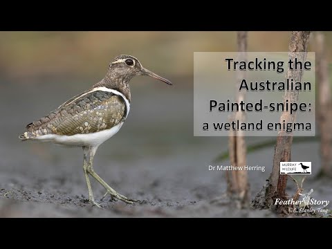 <p>Tracking the Australian Painted-snipe, a wetland enigma</p>
 video thumbnail
