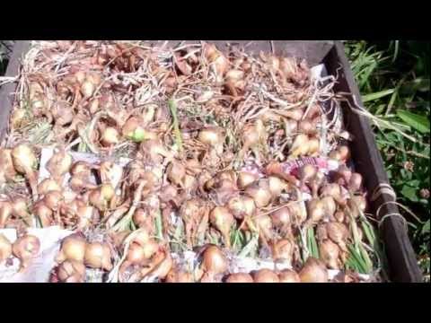 how to harvest shallots