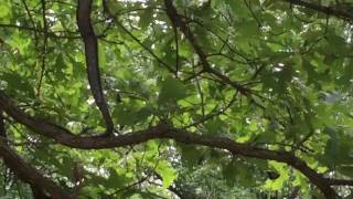 Trapper Adair Living on the Wild Side with a Western Rat Snake You can hear a pair of blue jays who