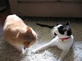 Hermie and Kittums Battle Hermie and Kittums Battle