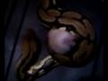 videos de FEMALE TIGER RETIC VID 4