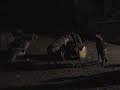 Harar hyena