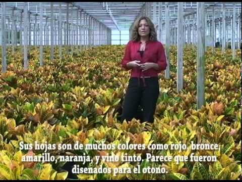 how to replant croton