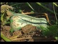 Roasting Pumpkin Seeds