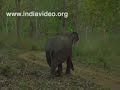 Elephant chasing jeep in vayanad