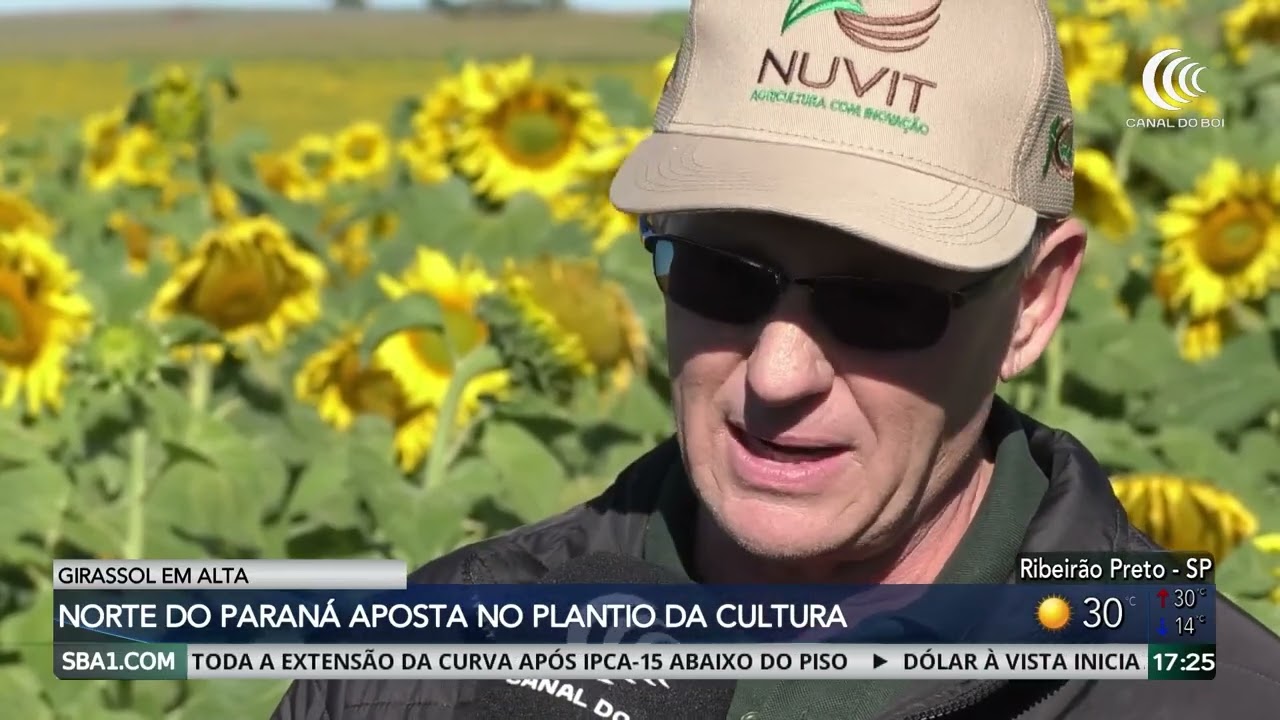 Norte do Paraná aposta no plantio do girassol para ampliar rentabilidade no campo