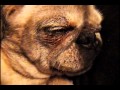 Mountain Pug Sleeps