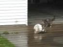 Kitty Throwdown!