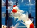 Goldfish-Red Cap Lionhead