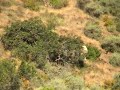 Wild Boar Hunting