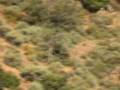 Wild Boar Hunting