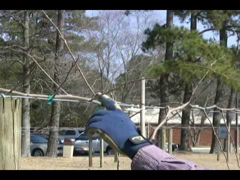 how to transplant muscadine vines